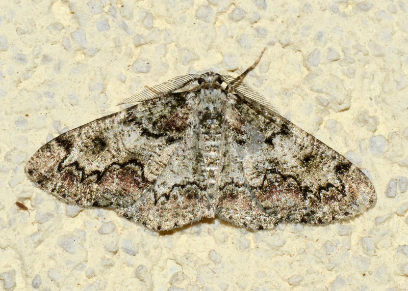 Geometridae Cleorodes lichenaria